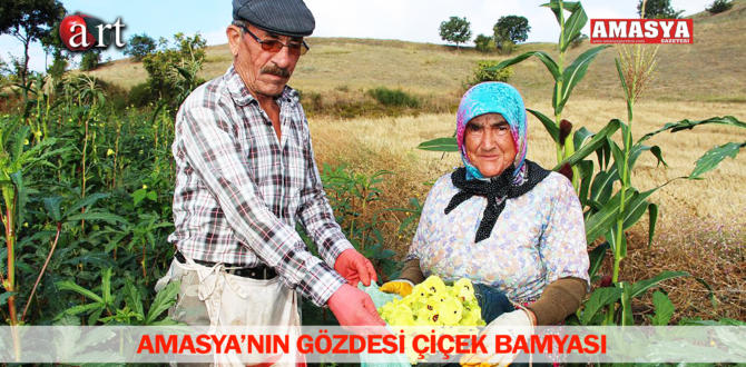 AMASYA’NIN GÖZDESİ ÇİÇEK BAMYASI