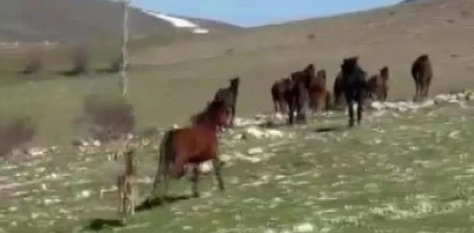 Akdağ’da Yılkı Atları ve Yavruları Görüntülendi