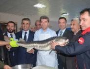 Vali Önder Bakan, Yedikır İstasyonu’nda İlk Mersin Balığı Havyarını Sağdı