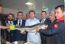 Vali Önder Bakan, Yedikır İstasyonu’nda İlk Mersin Balığı Havyarını Sağdı