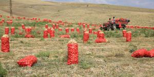 TÜRKİYE’DE %13 İLE SOĞAN ÜRETİMİNDE İKİNCİ SIRADA OLAN İLİMİZDE SOĞAN HASATLARI BAŞLADI