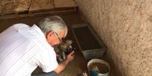 merzifonda hayvan barınağı