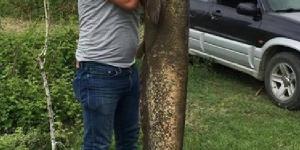 amasya yeşilırmakta 2 metre 58 kilo ağırlıgında yayın balığı yakalandı