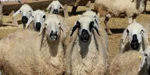 Süt Hırsızları İçin Nöbet Tutan Adam, Suçlunun Aç Gözlü Boğa Olduğunu Görünce Gözlerine İnanamadı