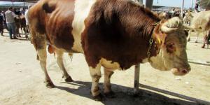 Suluova’da Kurbanlık Hayvan Sevkiyatı Başladı