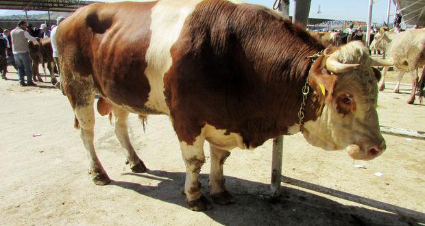 Suluova’da Kurbanlık Hayvan Sevkiyatı Başladı