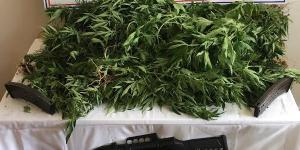 Amasya’da Uyuşturucu Operasyonu: 1 Tutuklama