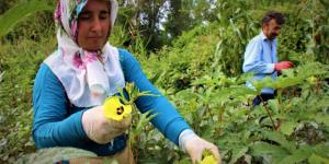 Amasya’nın Çeyrek Altını: Çiçek Bamyası