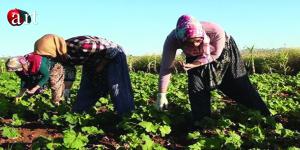 Bamya Hasadı Üreticiyi Zorluyor