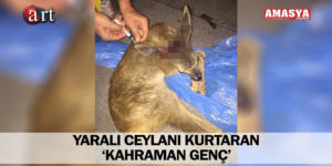 YARALI CEYLANI KURTARAN ‘KAHRAMAN GENÇ’