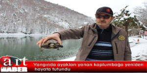 Yangında ayakları yanan kaplumbağa yeniden hayata tutundu