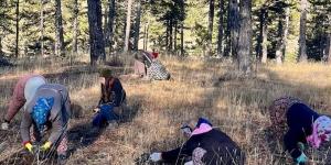 AMASYA’NIN ORMANLARI ,KADIN ELİYLE GÜÇ BULUYOR