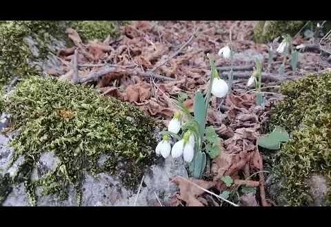 Amasya’da Kış Ortasında Erken Bahar: Kardelenler, Menekşeler Kendini Gösterdi