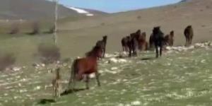 Akdağ’da Yılkı Atları ve Yavruları Görüntülendi